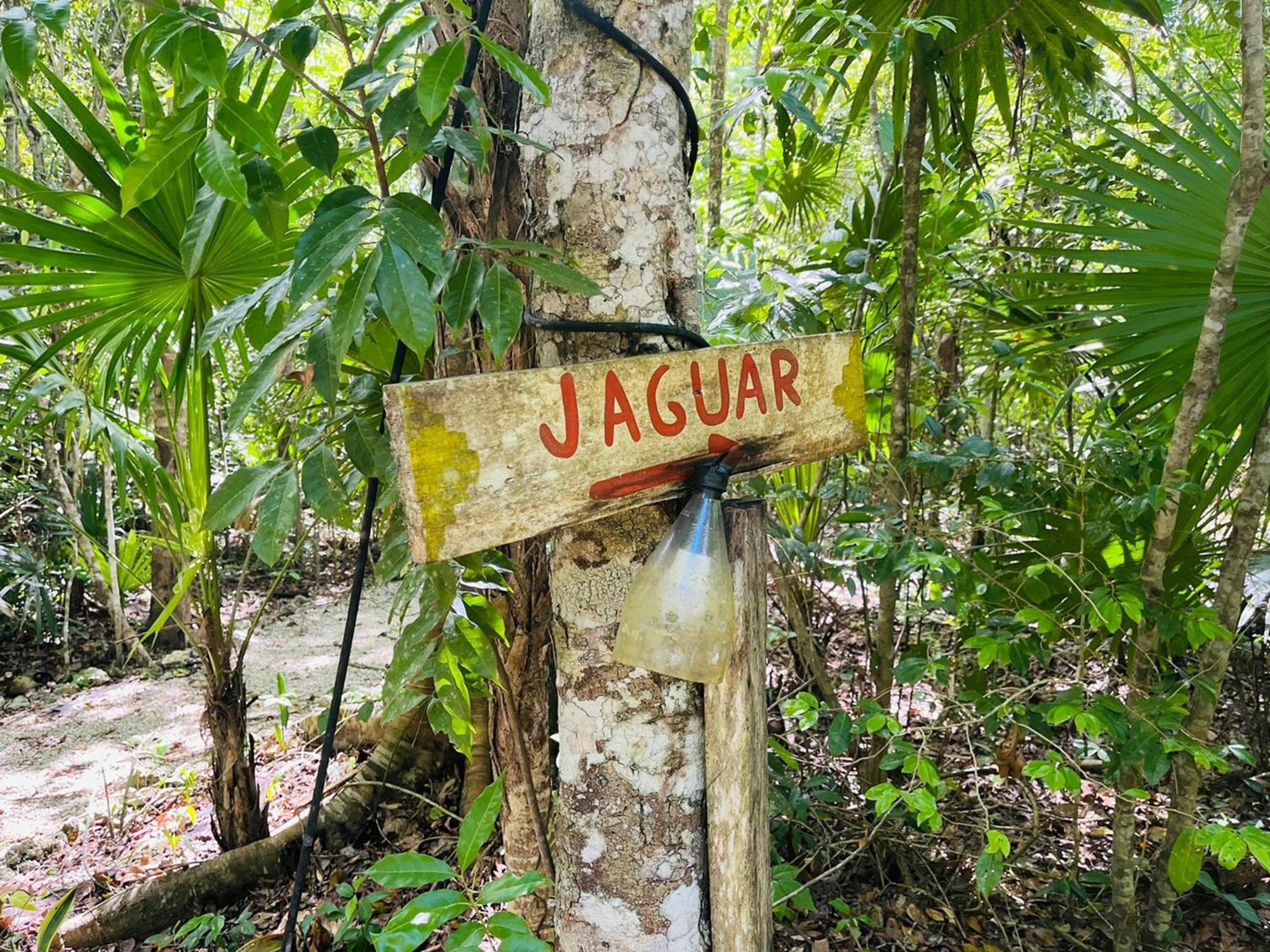 Jolie Jungle Eco Hotel (Adults Only) Leona Vicario Room photo